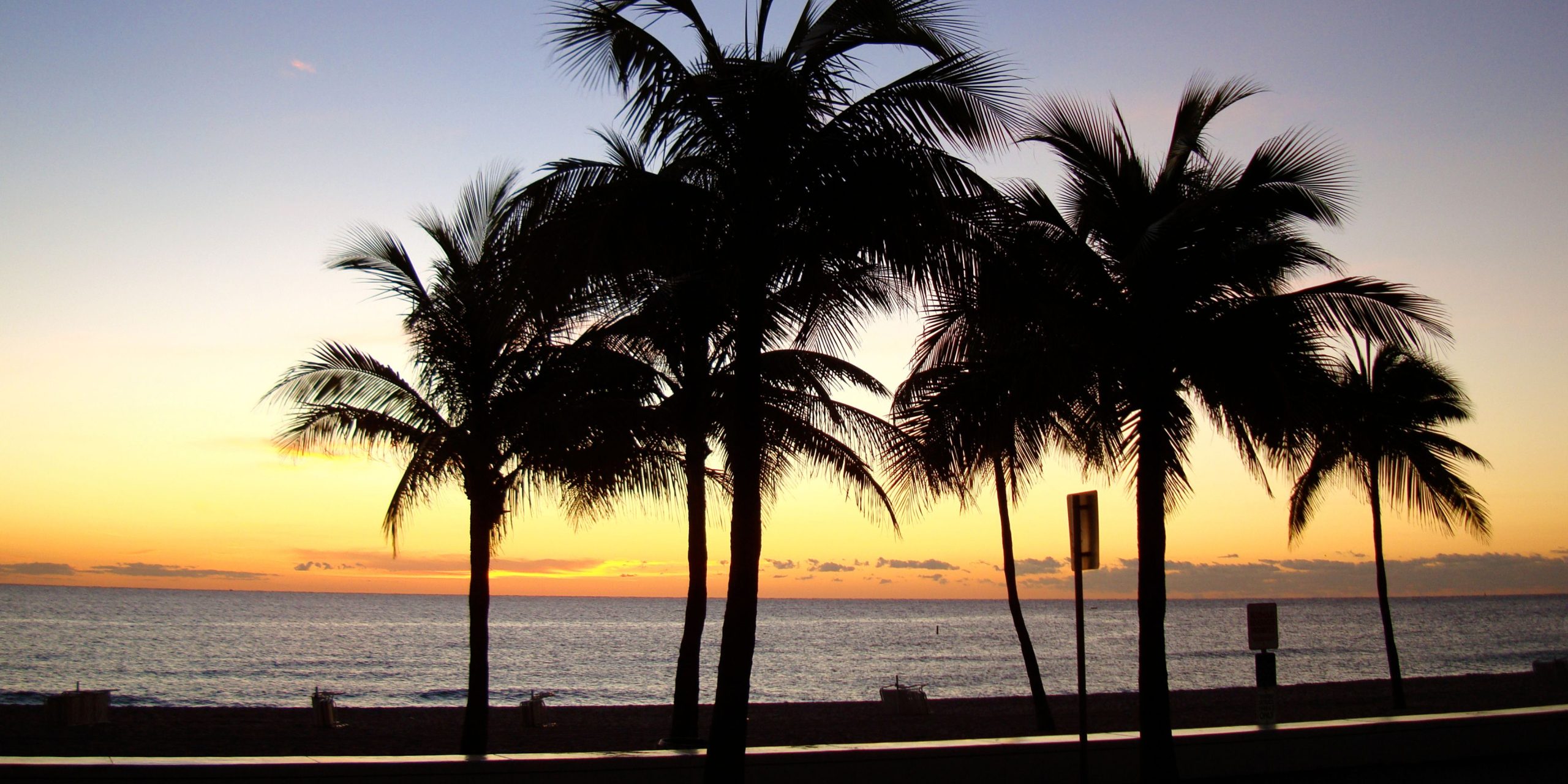 Trees in Florida beach